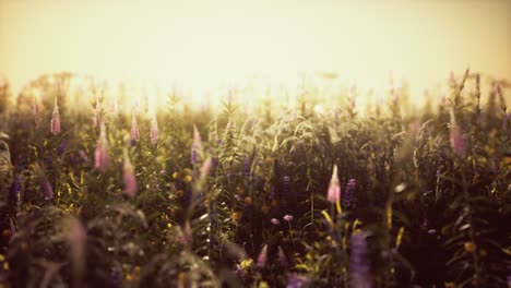 Wilde-Feldblumen-Bei-Sommersonnenuntergang